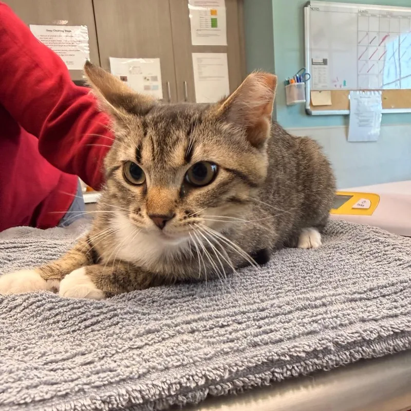 A young medium-sized male Brown / Chocolate Domestic Short Hair cat named Scuba Steve for adoption in Saint Charles, MO