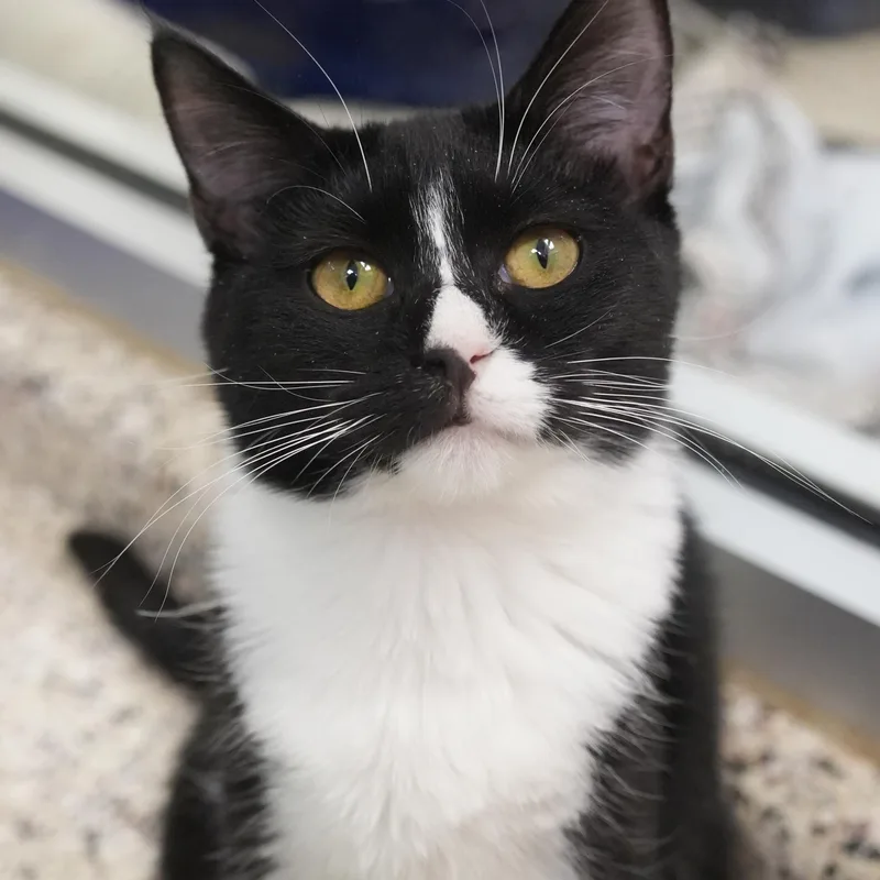 An adult medium-sized female Black & White / Tuxedo Domestic Short Hair cat named Caper for adoption in Aiken, SC