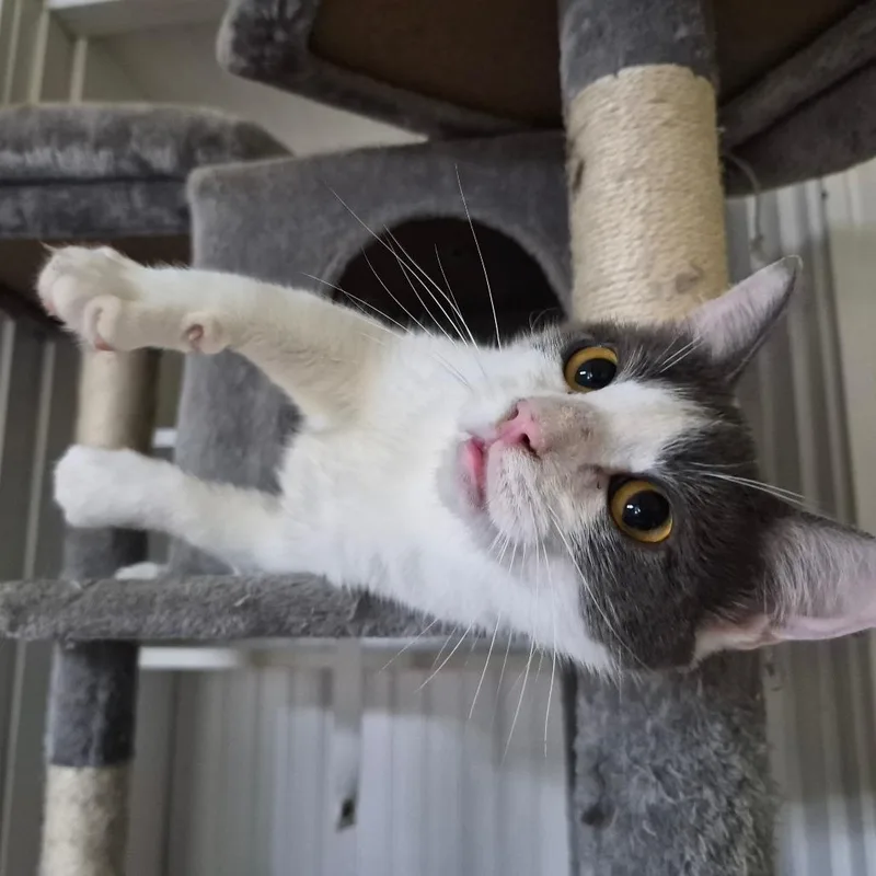 A young small-sized female Gray / Blue / Silver Domestic Short Hair cat named Cupid for adoption in Lexington, KY