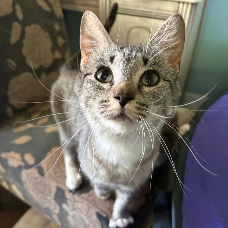 Zira