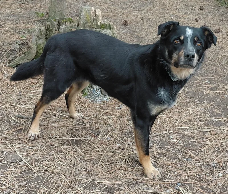 An adult large-sized male Black Australian Shepherd dog named Waylon for adoption in Libby, MT