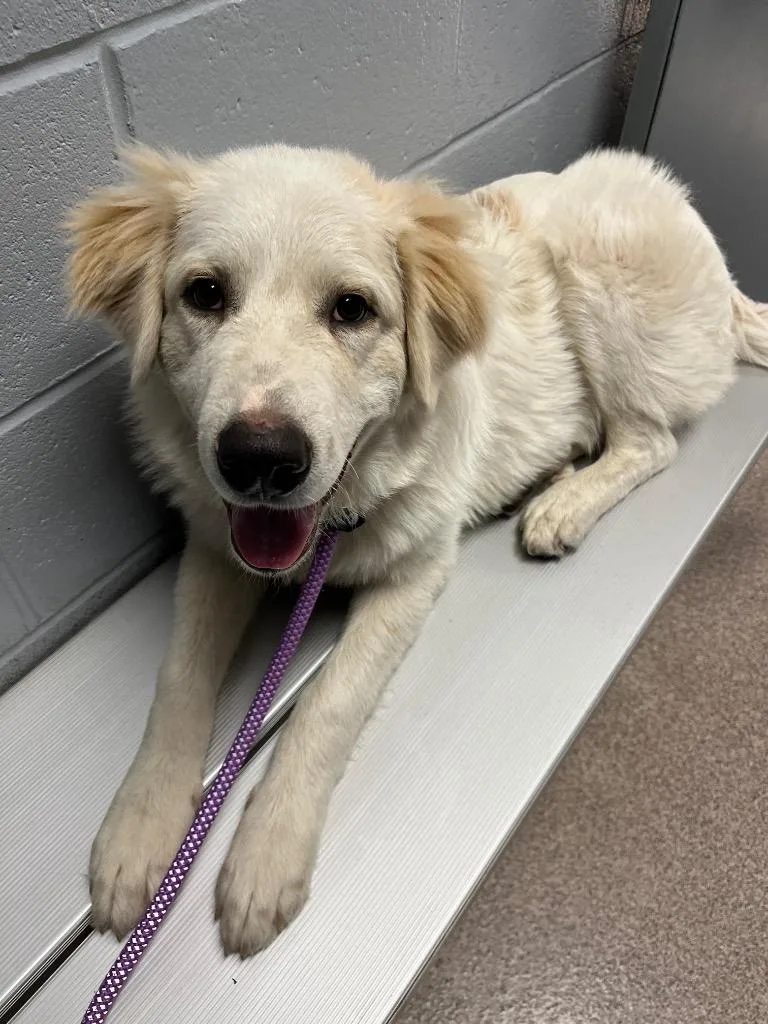 A baby medium-sized male Great Pyrenees dog named Polar for adoption in Troy, OH