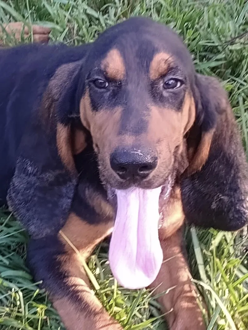 A young medium-sized male Black and Tan Coonhound dog named Biscuit for adoption in Baker, LA