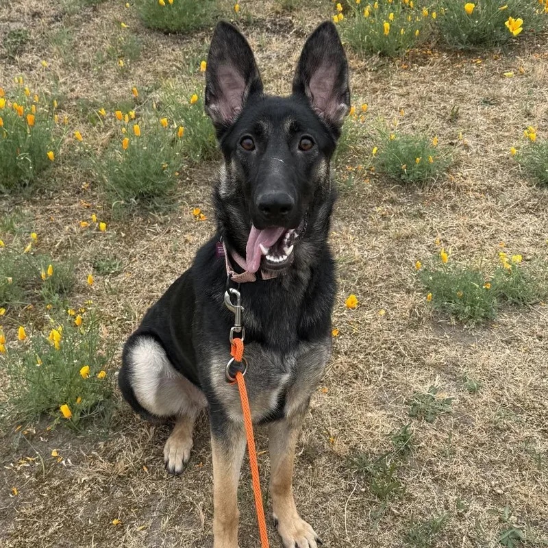 A young large-sized female Black German Shepherd Dog dog named Beatrice for adoption in Tacoma, WA