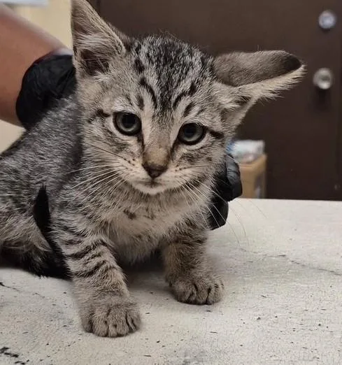 A baby small-sized male Domestic Short Hair cat named Carl for adoption in Lodi, CA
