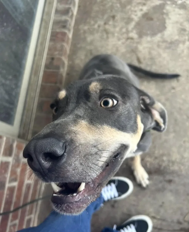 An adult large-sized female Great Dane dog named Sadie for adoption in Fort Collins, CO