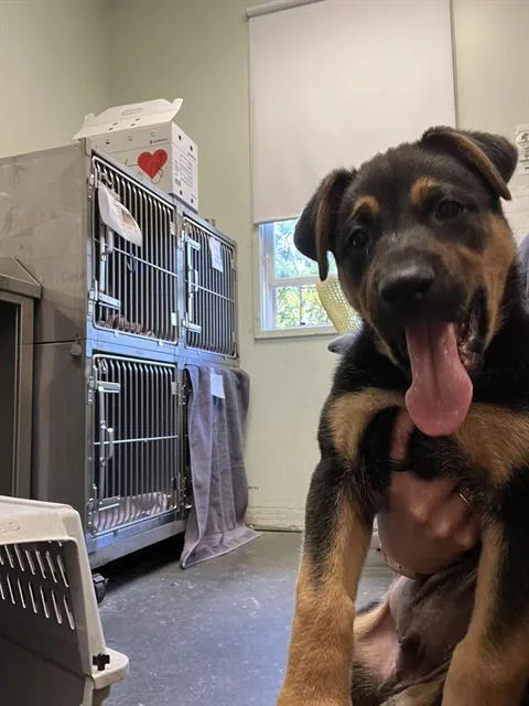 A baby small-sized male Rottweiler dog named Hank for adoption in Santa Cruz, CA
