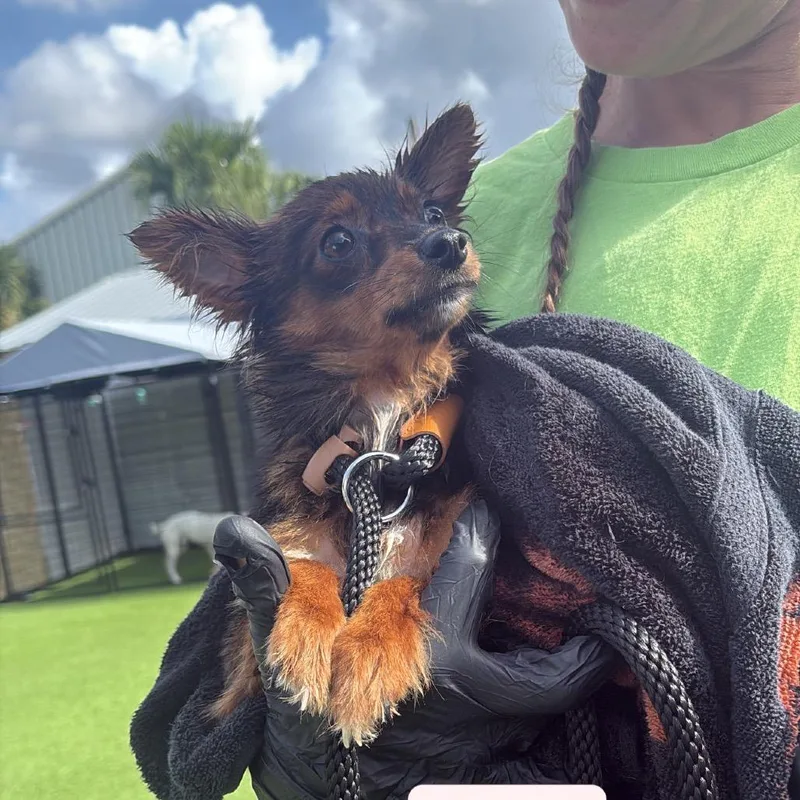 An adult small-sized female Brown / Chocolate Chihuahua dog named Stars for adoption in Tampa, FL