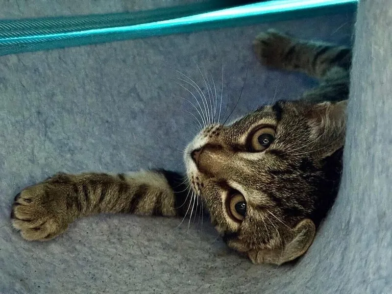 A baby medium-sized female Tabby (Brown / Chocolate) Tabby cat named Bubbles for adoption in Oceanside, CA