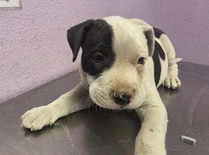 A baby large-sized male White / Cream Pit Bull Terrier dog named 61016205 for adoption in El Paso, TX