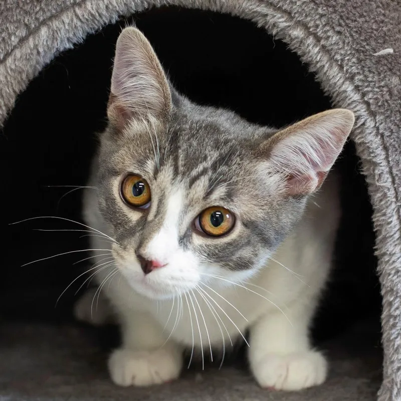 A baby small-sized male Gray / Blue / Silver Domestic Short Hair cat named Rocko for adoption in Cartersville, GA