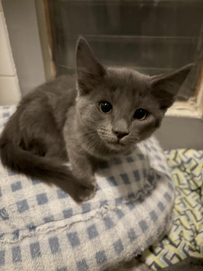 A baby medium-sized female Gray / Blue / Silver Nebelung cat named Rory for adoption in saugus, CA