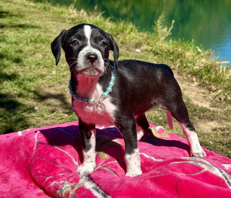 A baby medium-sized female Black Boxer dog named Malena for adoption in Pittsboro, NC
