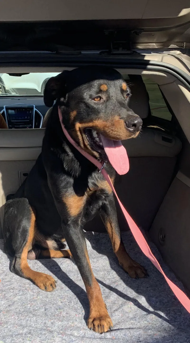 A young large-sized male Rottweiler dog named Ryder for adoption in Plano, TX