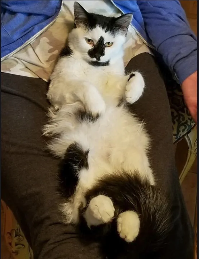A young medium-sized male Black & White / Tuxedo Domestic Medium Hair cat named Harry for adoption in Elmwood Park, NJ