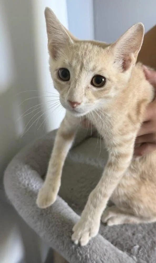 A young small-sized male Domestic Short Hair cat named Baby Yoda for adoption in Clarksville, TN