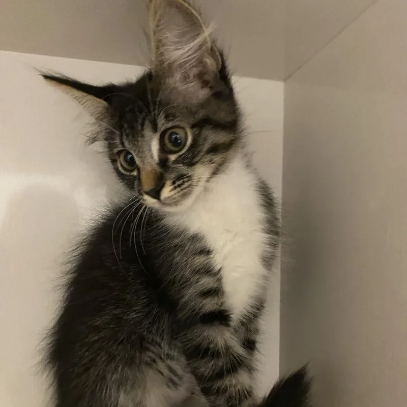 A baby small-sized female Brown / Chocolate Domestic Short Hair cat named Natasha for adoption in Redwood City, CA