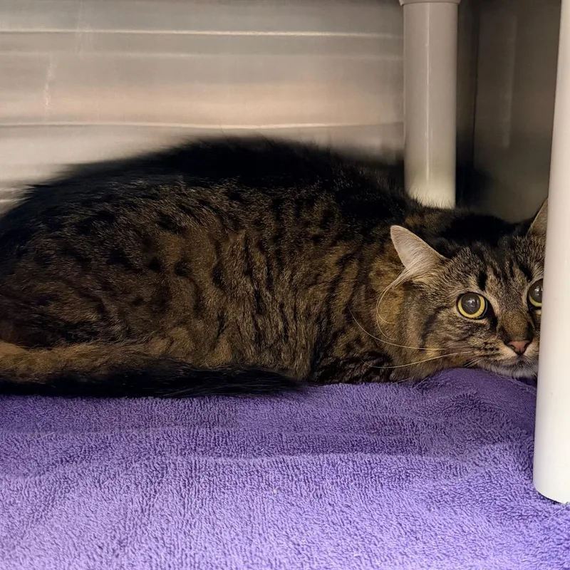 An adult large-sized female Brown / Chocolate Domestic Long Hair cat named Khloe for adoption in Indianapolis, IN