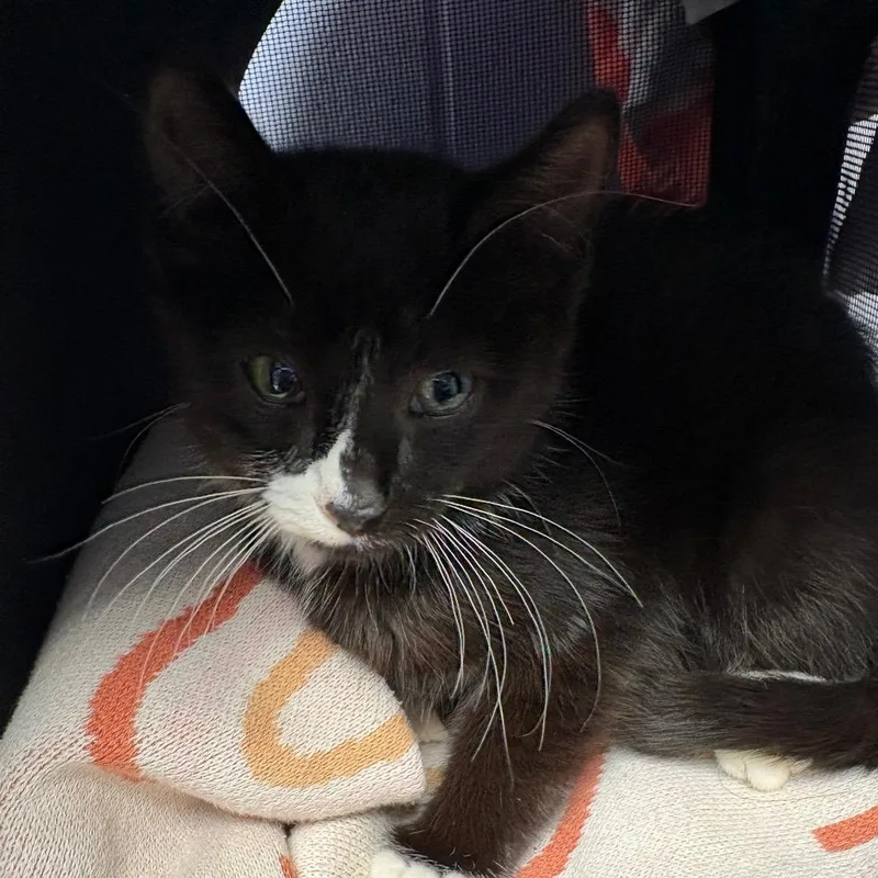 A baby small-sized male Black Domestic Short Hair cat named Stink Bug for adoption in DeKalb, IL