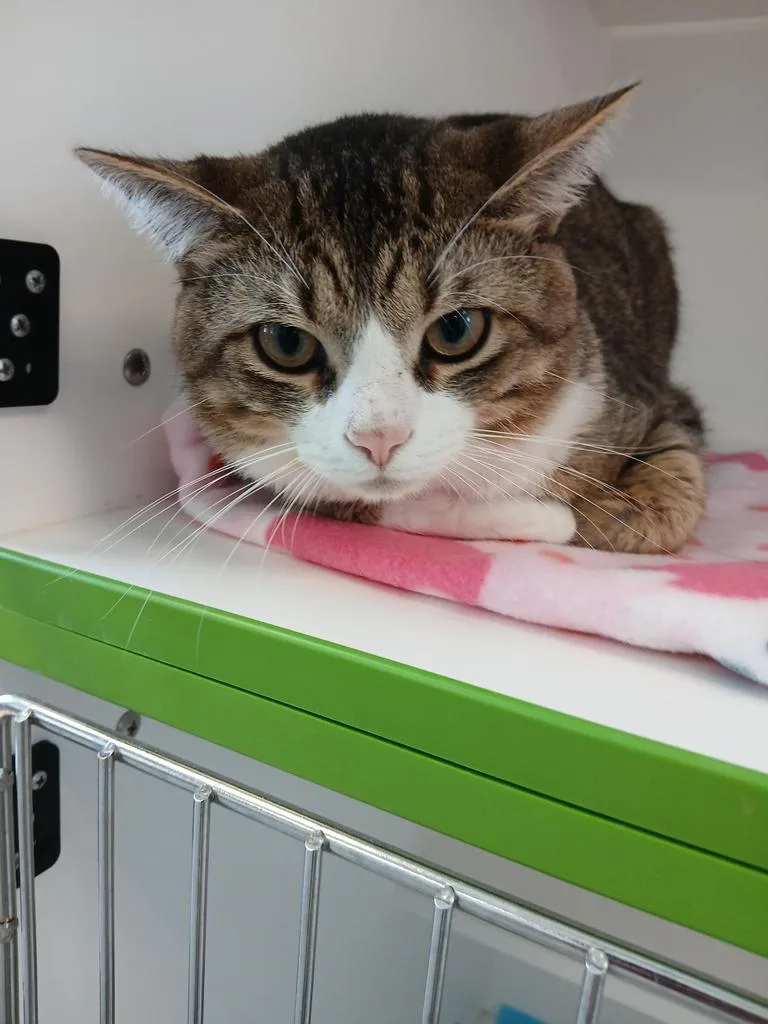 A young large-sized male Domestic Short Hair cat named Virgil for adoption in Greenfield, IN