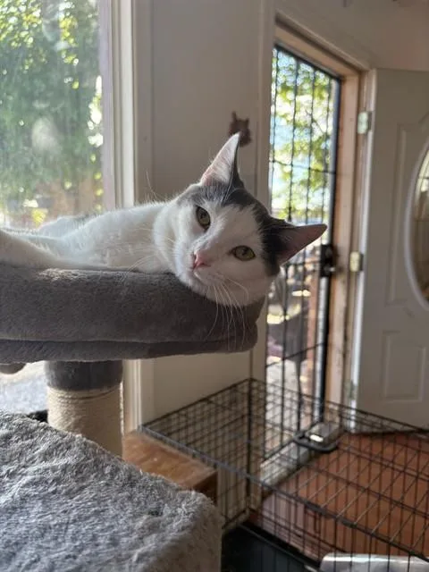 A young medium-sized male Domestic Short Hair cat named Freddy for adoption in Albuquerque, NM