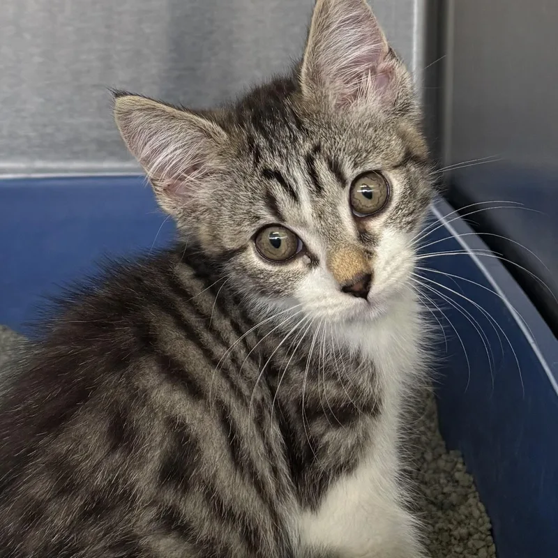 A baby medium-sized female Tabby (Brown / Chocolate) Domestic Short Hair cat named Rapunzel for adoption in Wantagh, NY