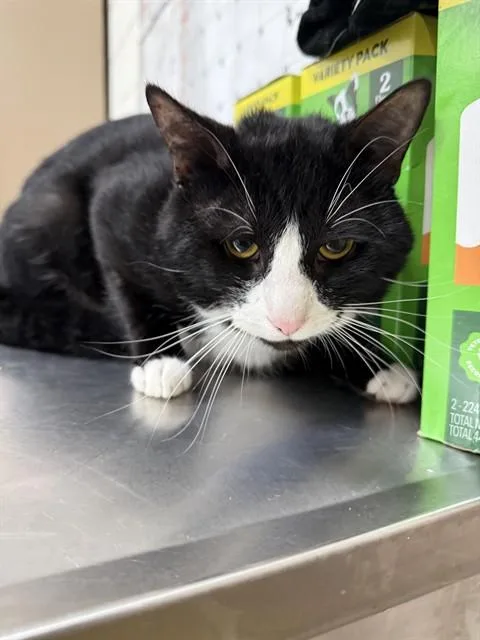 An adult medium-sized male Domestic Short Hair cat named Siete for adoption in Upper Marlboro, MD