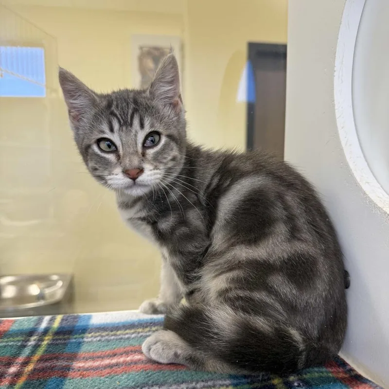 A baby small-sized male Gray / Blue / Silver Domestic Short Hair cat named Carl for adoption in Beaumont, TX
