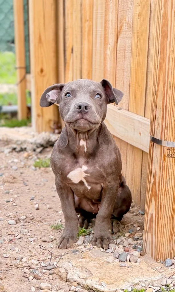 A baby small-sized female Mixed Breed dog named Lark for adoption in Muskegon, MI