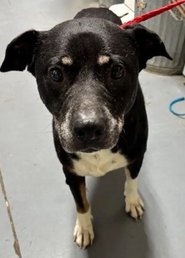 An adult large-sized male Rottweiler dog named Smores for adoption in Dallas, GA