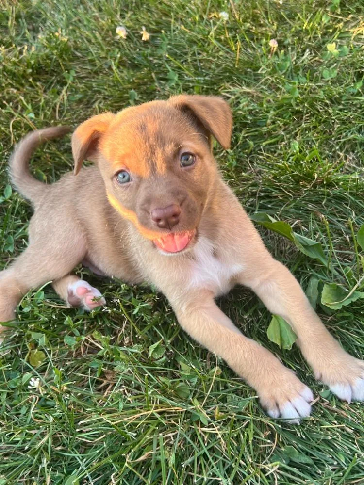 A baby medium-sized male Apricot / Beige Australian Shepherd dog named Pooh Bear for adoption in Troy, MO