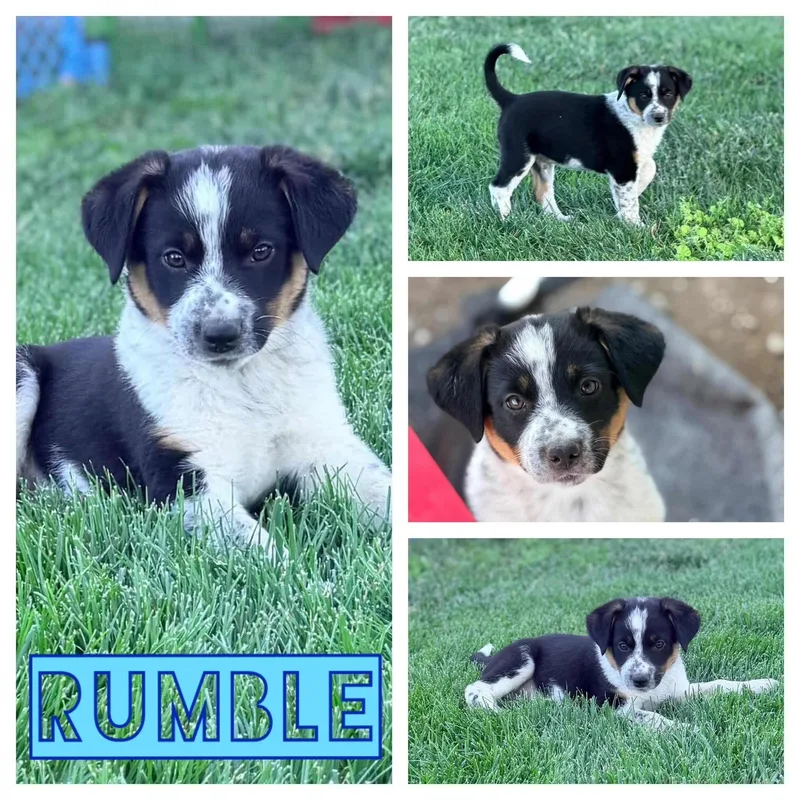 Rumble thumbnail 3