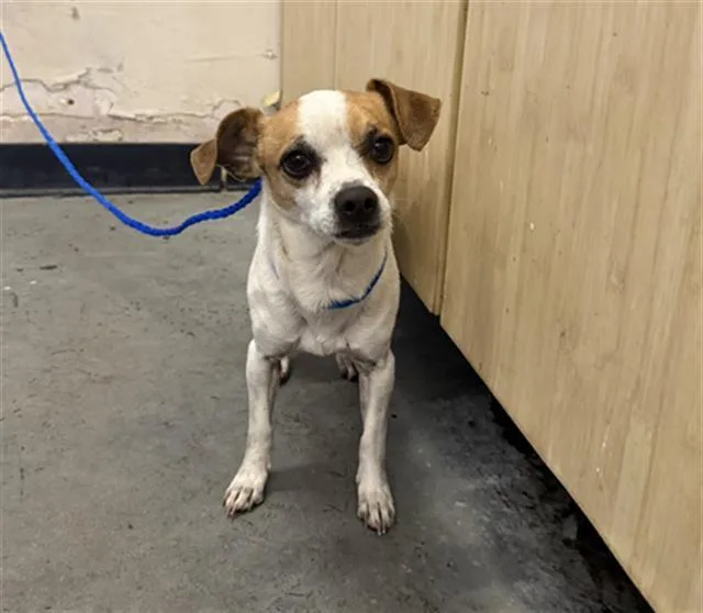 An adult small-sized male Chihuahua dog named Scotty for adoption in Camarillo, CA