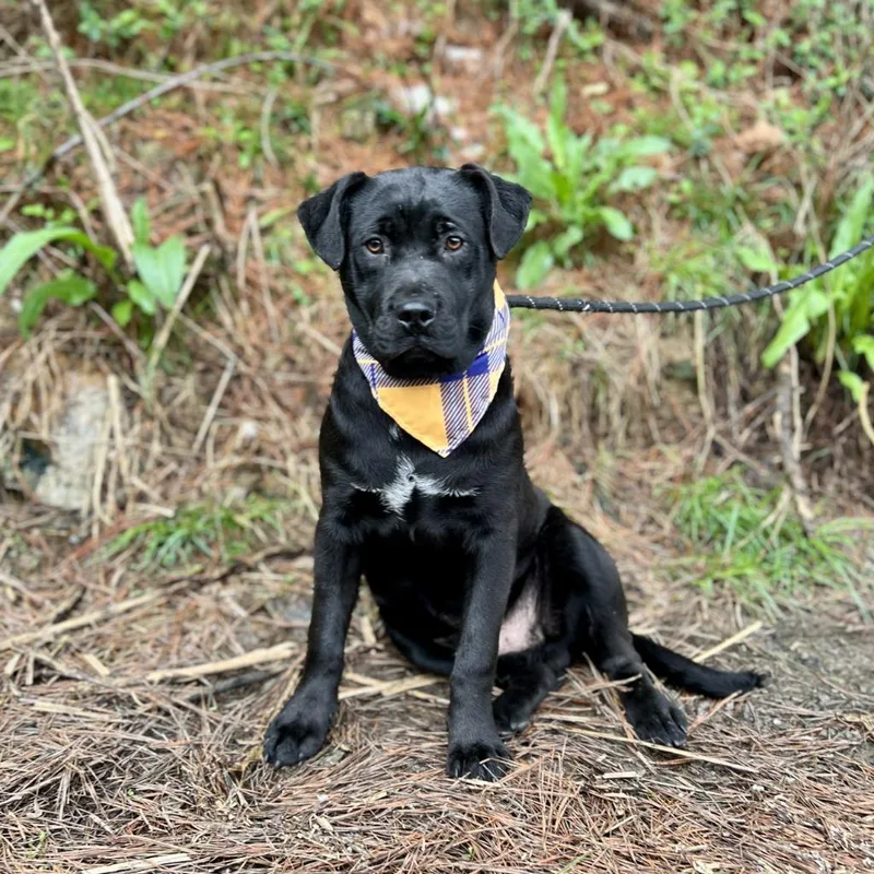 A baby medium-sized male Labrador Retriever dog named Franklin for adoption in Ellijay, GA