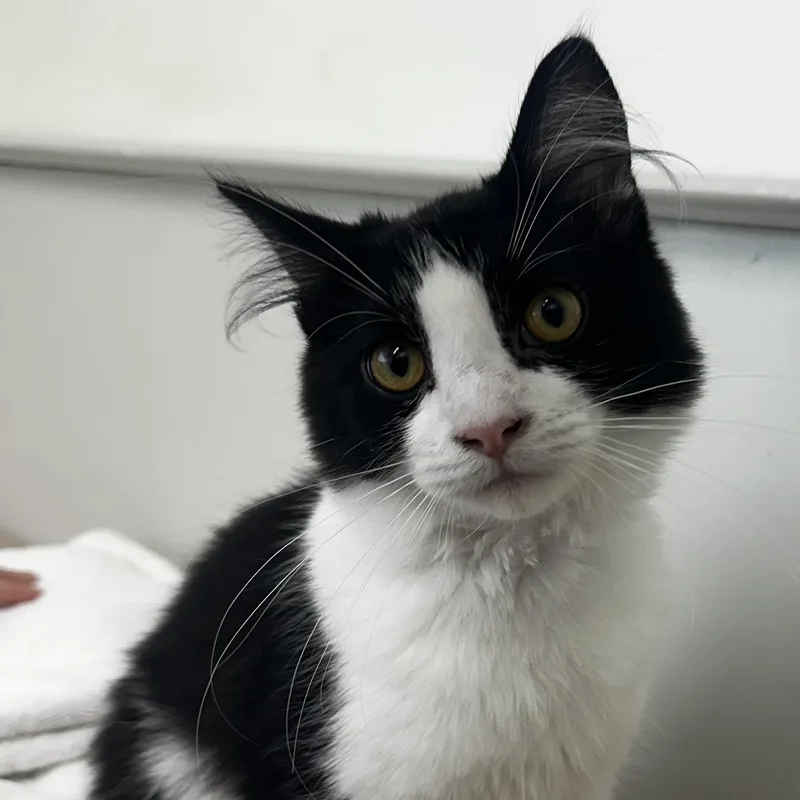 A baby medium-sized female Domestic Medium Hair cat named Deborah for adoption in Marietta, GA