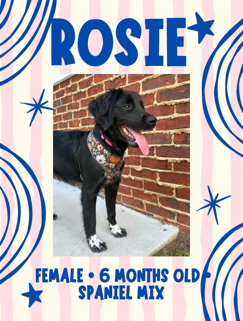 Rosie