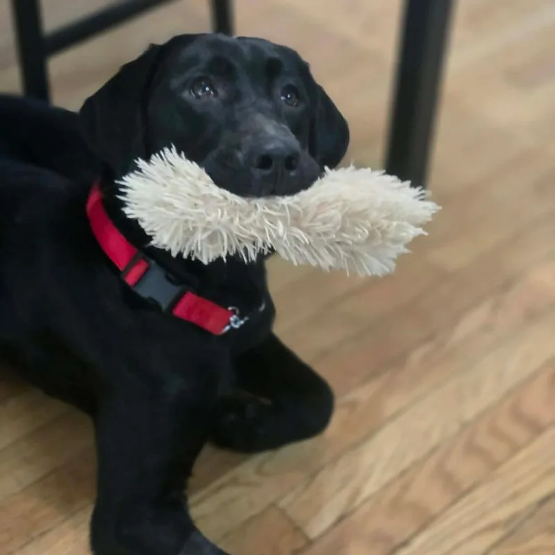 A young large-sized female Black Labrador Retriever dog named Sailor for adoption in Jarrettsville, MD
