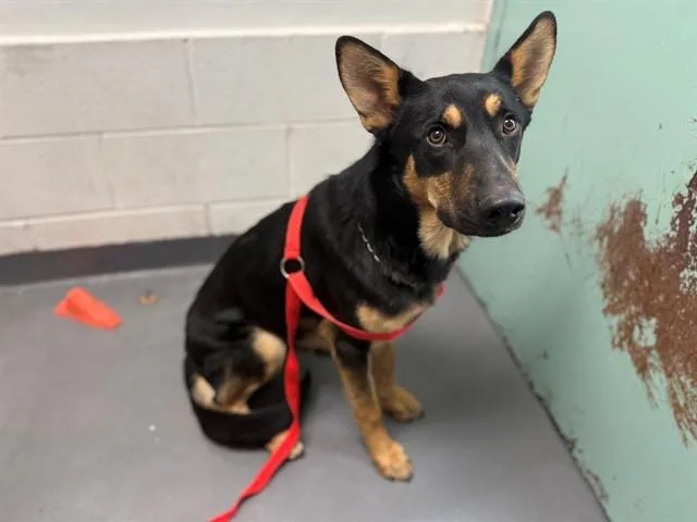 A young large-sized male German Shepherd Dog dog named Tahoe for adoption in Antioch, CA