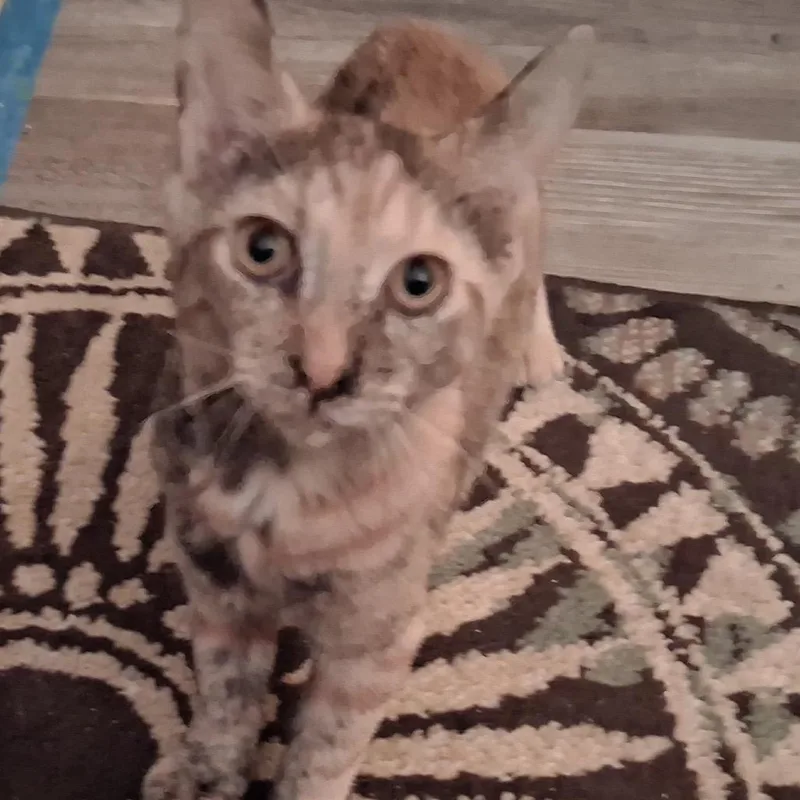 A baby medium-sized female Tortoiseshell Domestic Short Hair cat named Bonnie for adoption in Mount Laurel, NJ