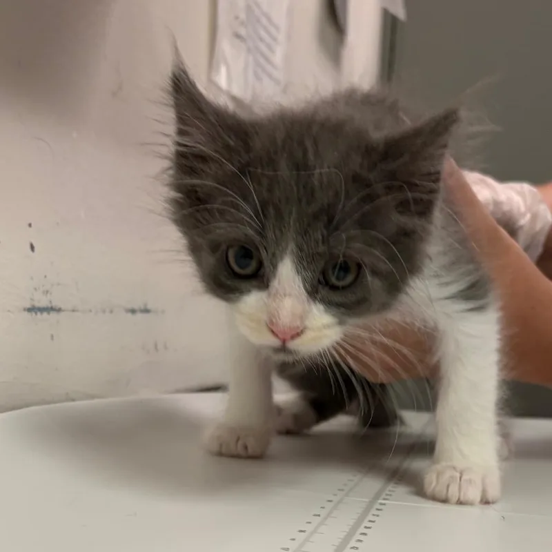 A baby small-sized male Gray / Blue / Silver Domestic Medium Hair cat named Loco for adoption in Charleston, WV