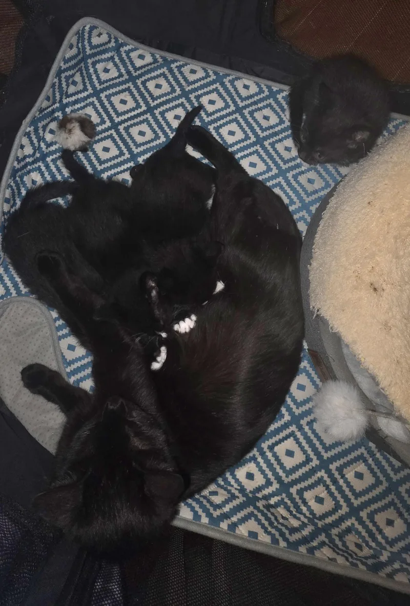 A young medium-sized female Black Domestic Short Hair cat named Genevieve for adoption in Bristol, TN