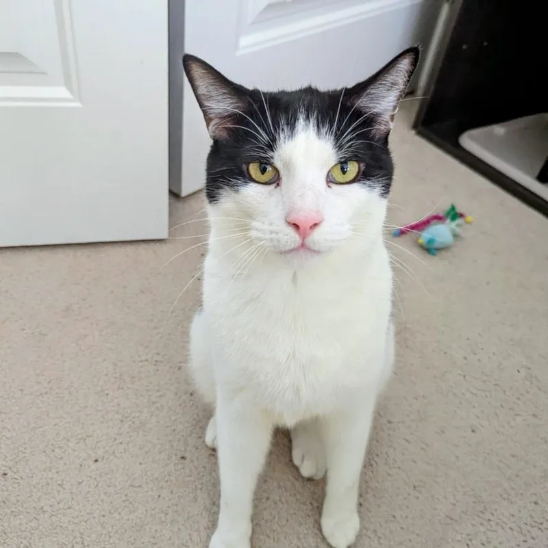 An adult medium-sized male Domestic Short Hair cat named Asa for adoption in Youngsville, NC