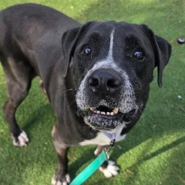 A senior large-sized male Black Pit Bull Terrier dog named Gramps for adoption in Fort Collins, CO