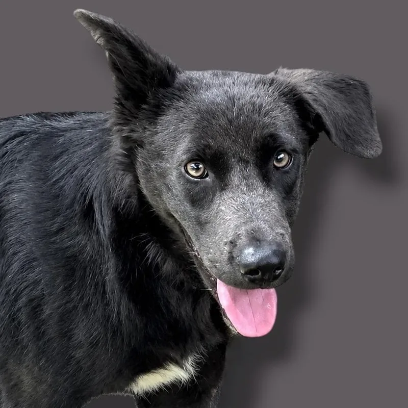A young medium-sized male Gray / Blue / Silver Retriever dog named Ash for adoption in Scottsdale, AZ