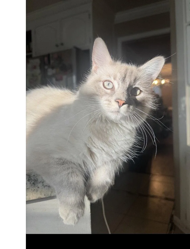 A young medium-sized female Domestic Short Hair cat named Lydia for adoption in San Jose, CA