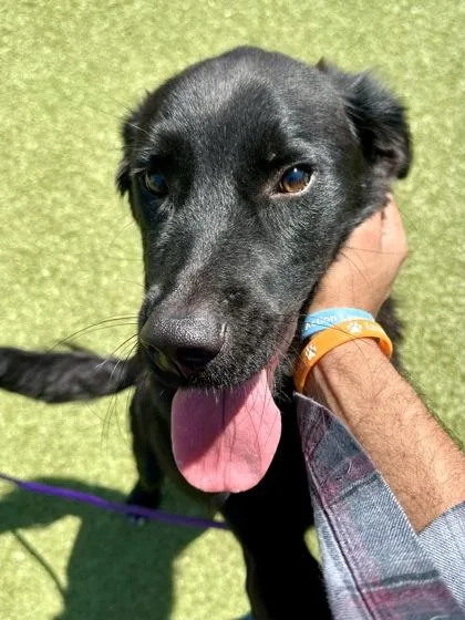 A young medium-sized male Black Mixed Breed dog named Archie for adoption in Wichita, KS