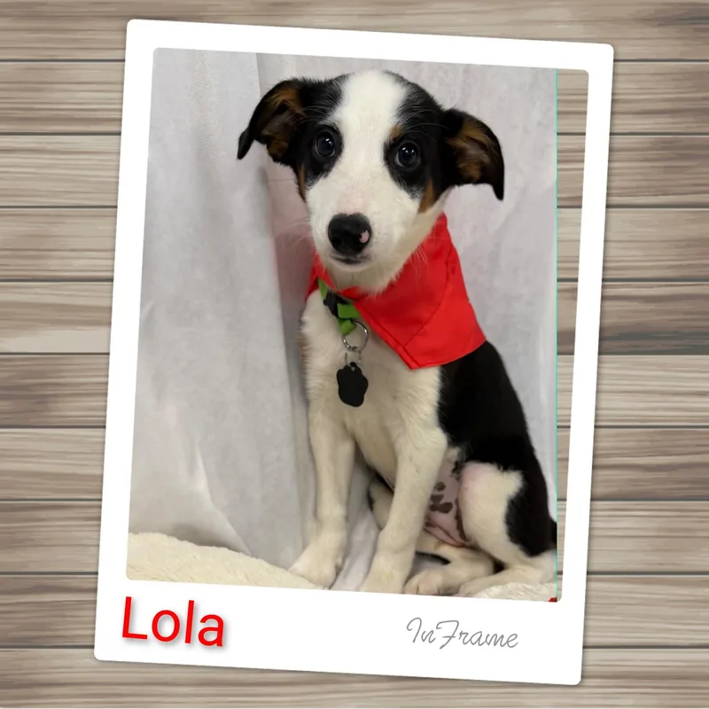 Lola