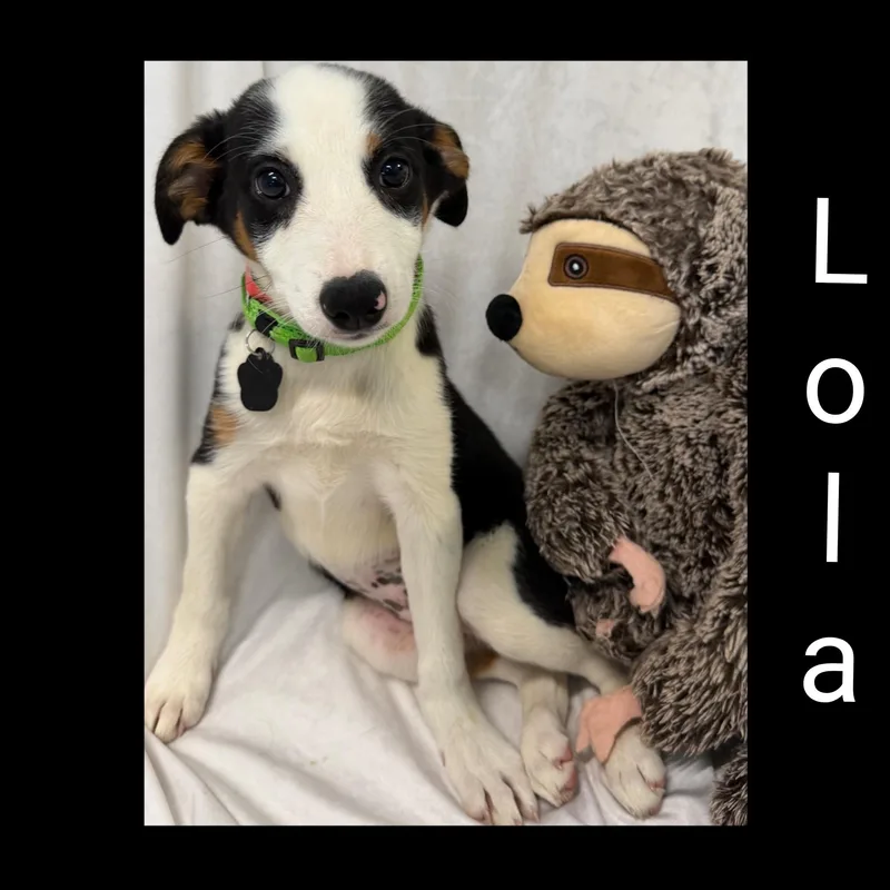 Lola thumbnail 2