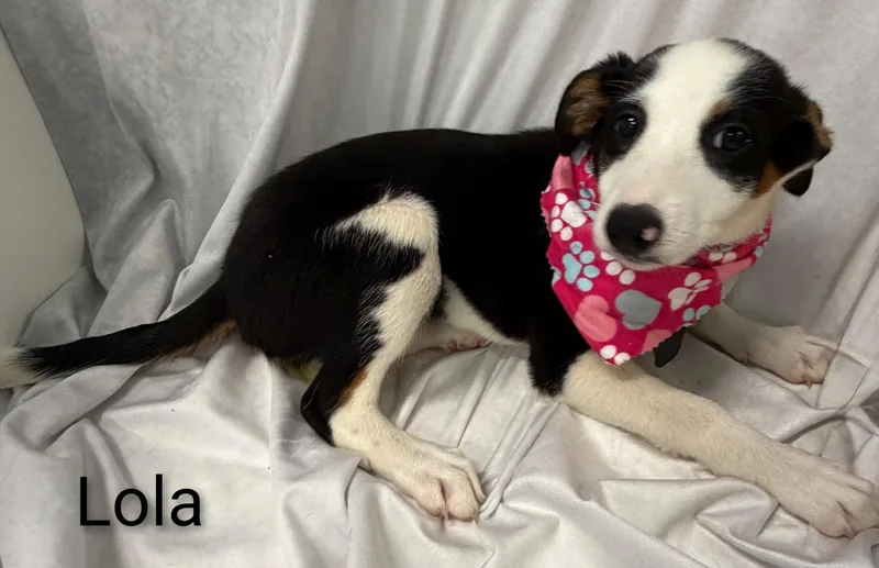 Lola thumbnail 3
