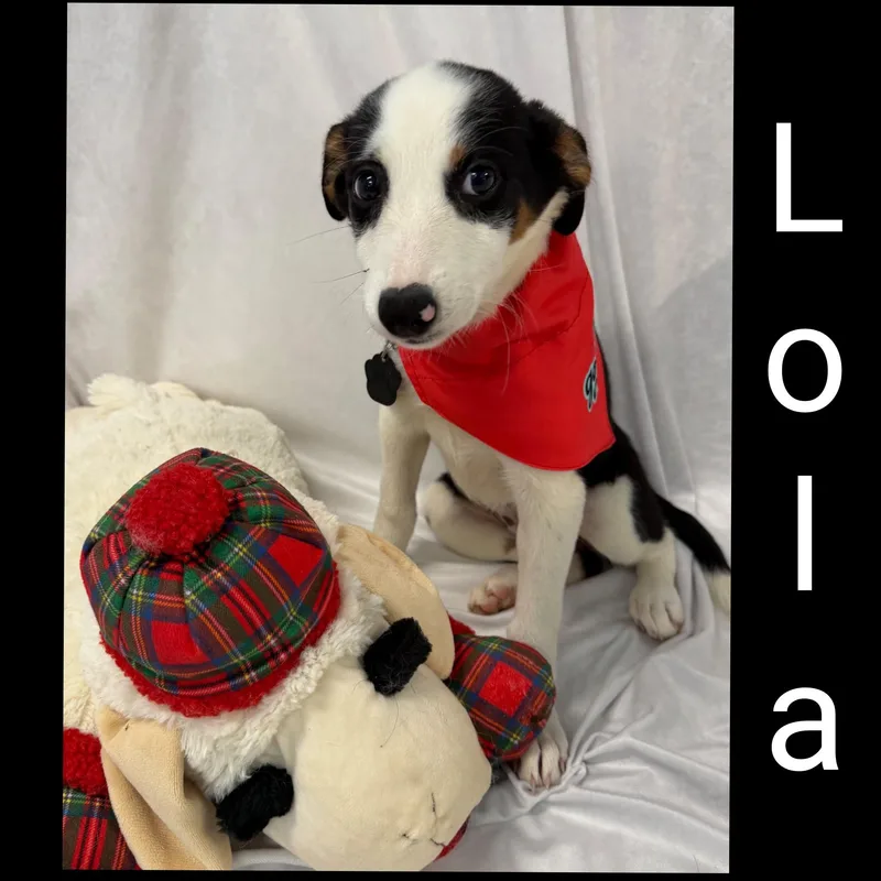 Lola thumbnail 4